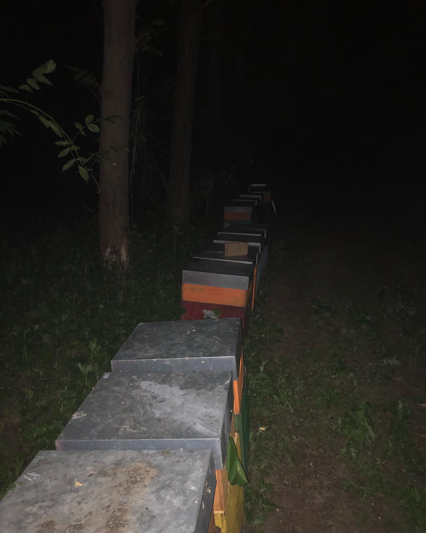 Si parteeeee…..🐝🐝🐝