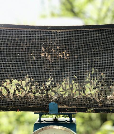 Agriazienda Bocca | impollinazione